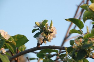 IMG_4513 apple blossom photo of apple blossoms